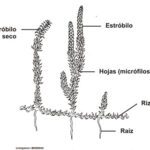 Licopodios: características ejemplos y su importancia en la naturaleza