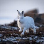 Liebre ártica: hábitat características y dieta esencial