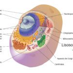 Lisosomas: funciones características y su papel en las células