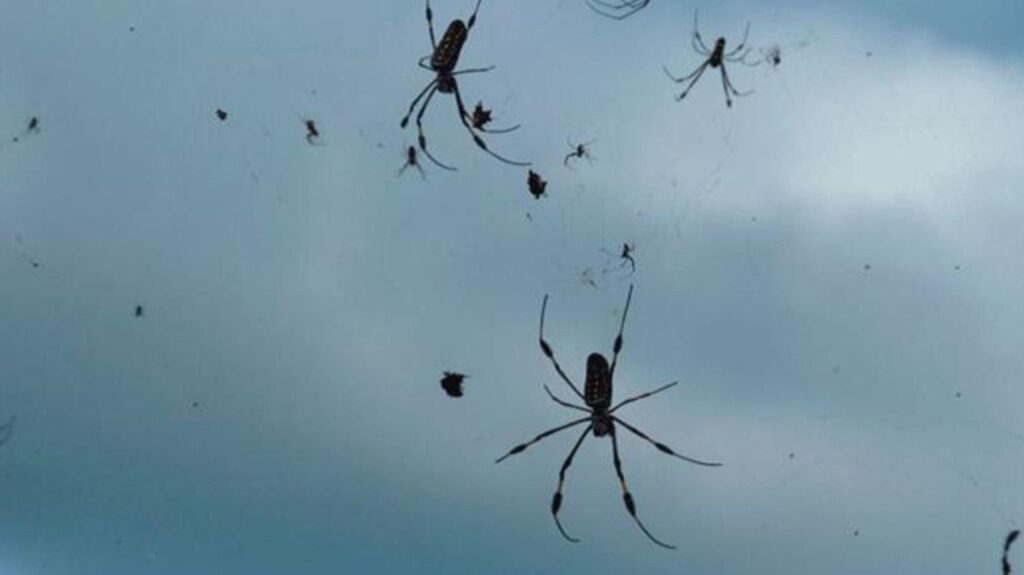 Lluvias de arañas: causas y fenómenos sorprendentes - Ecoarmonia