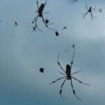Lluvias de arañas: causas y fenómenos sorprendentes
