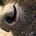 Los animales con el sentido del olfato más agudo