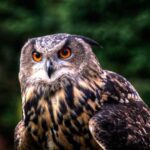 Los animales con la visión más aguda