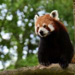 Los animales más hermosos del planeta