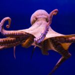 Los animales más inteligentes que asombran al mundo