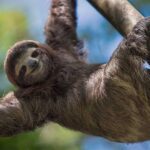 Los animales más lentos que existen en el planeta