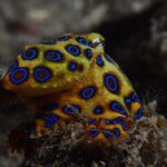 Los animales más temibles del planeta