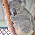Los animales que pasan más tiempo dormidos