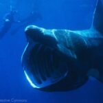 Los depredadores más temidos de los océanos