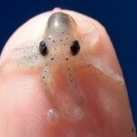 Los diminutos animales que sorprenden en el planeta