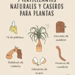 Los fertilizantes más efectivos para el cuidado de plantas