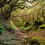 Los más bellos bosques de España