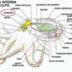 Los misterios del cerebro y corazón del pulpo