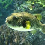 Los peces más letales del planeta