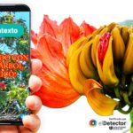 Los peligros ocultos de los árboles venenosos