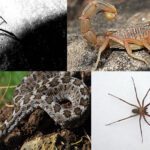 Los peligrosos animales venenosos que habitan en México