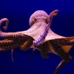 Los tentáculos de un pulpo: curiosidades sorprendentes