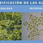 Macroalgas: características clasificaciones y ejemplos relevantes