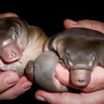 Mamíferos con veneno: una fascinante realidad