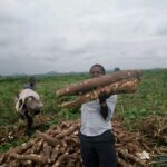 Manejo y poda adecuados de la yuca