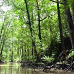 Manglares: características y su importancia ecológica y natural