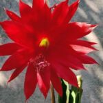 Mantenimiento esencial de la pluma de Santa Teresa