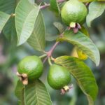 Mantenimiento esencial para el árbol de guayaba