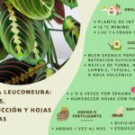 Maranta leuconeura: guía de cuidados y salud de las hojas