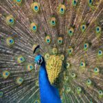 Maravillas del reino animal con plumas