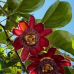 Maravillas del reino vegetal: plantas trepadoras fascinantes