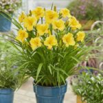 Maravillosas flores perennes para embellecer tu jardín
