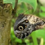 Mariposa búho: hábitat alimentación y rasgos distintivos