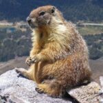 Marmota: un vistazo a su vida y entorno