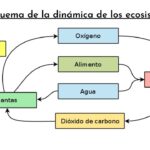 Mecanismos y dinámicas de un ecosistema