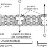 Membrana plasmática: funciones y estructura esenciales explicados