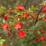 Membrillero japonés: cuidados poda y técnicas de reproducción