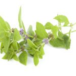 Menta poleo: beneficios usos y precauciones esenciales