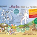 Mesofauna: Comprendiendo su definición y características esenciales