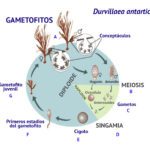Metodos de reproducción en algas marinas y continentales