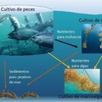 Métodos de reproducción en peces: un análisis detallado