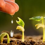 Métodos efectivos para acelerar el crecimiento de las plantas