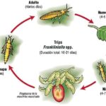 Métodos efectivos para eliminar trips de las plantas
