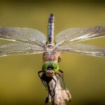 Métodos y lugares de respiración en insectos