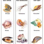 Moluscos: clasificación rasgos y ejemplos destacados