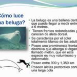 Monodontidae: características y aspectos esenciales a conocer