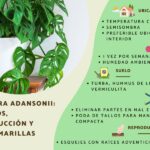Monstera adansonii: cuidados reproducción y solución para hojas amarillas