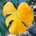Monstera con hojas amarillas: causas y soluciones efectivas