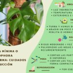 Monstera mínima y Rhaphidophora tetrasperma: cuidados y reproducción