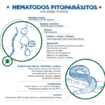 Nematodos: características tipos y ejemplos clave