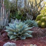 Nombres de plantas características del desierto